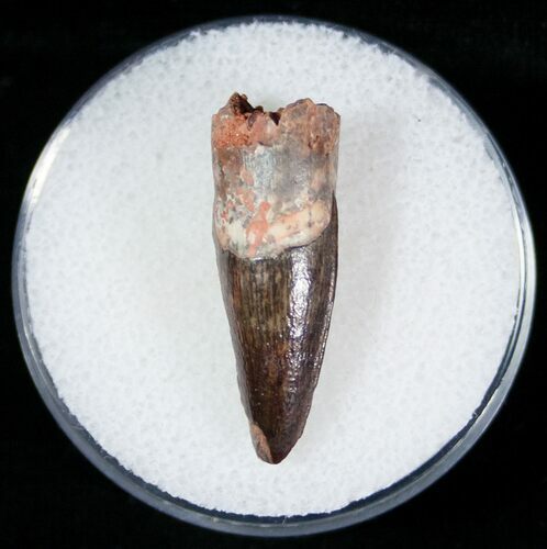 Cretaceous Fossil Crocodile Tooth - Morocco #6971